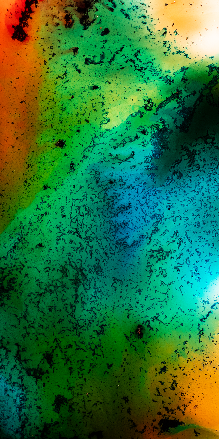 3x6 Crop