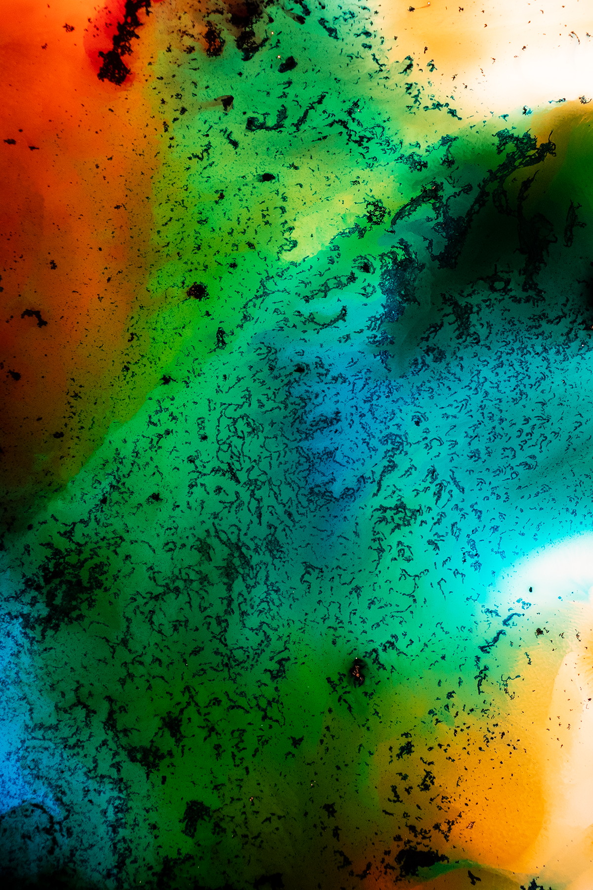 4x6 Crop